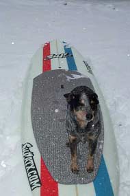 SUP Board Dog