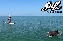 SUP-ATX-naples-dolphins